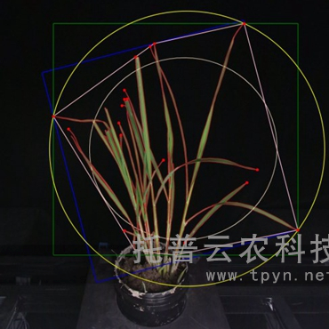 溫室型高通量植物表型采集分析平臺(tái)