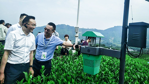 茶園生產(chǎn)燈