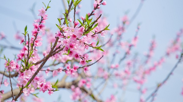 驚蟄春醒桃花開 黃鸝歌唱燕歸來