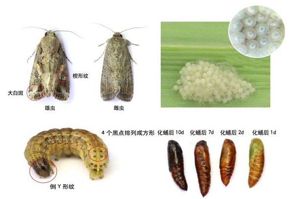 草地貪夜蛾不是終點(diǎn)，而是單個需求