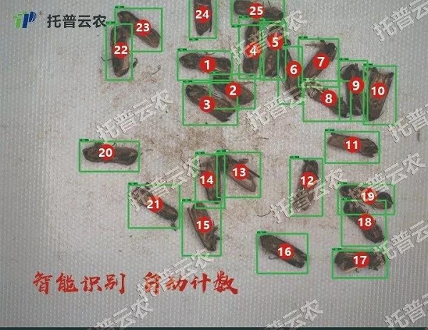 “蟲(chóng)臉識(shí)別”開(kāi)啟人工智能產(chǎn)業(yè)應(yīng)用新篇章